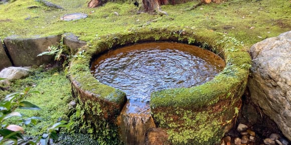Picture of Nature's Symphony: A Kanazawa Garden Adventure