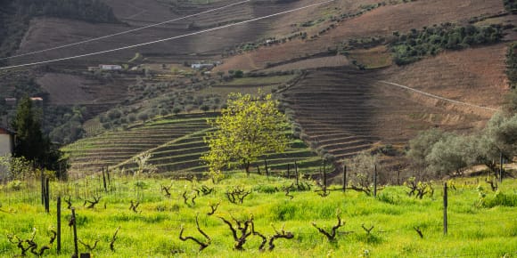 Picture of City Escape: Douro Valley Day Trip