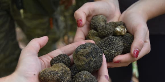 Picture of Truffle Hunt & Lunch in Italian Countryside