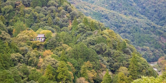 Picture of City Escape:  Day Trip Arashiyama & Bamboo Grove