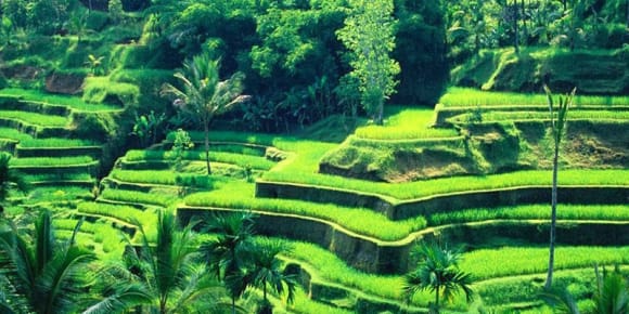 Picture of Ubud Sightseeing & Monkey Forest Tour