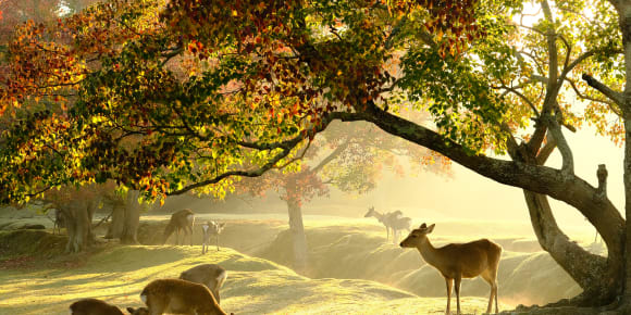 Picture of Highlights & Hidden Gems of Nara