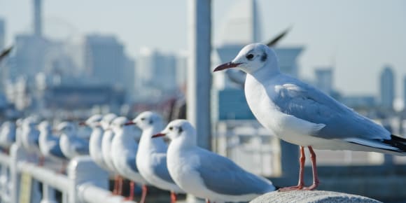 Picture of Highlights & Hidden Gems of Yokohama: Minato Mirai