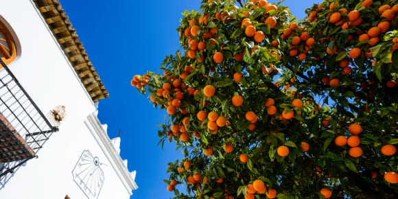 Picture of Highlights & Hidden Gems of Marbella