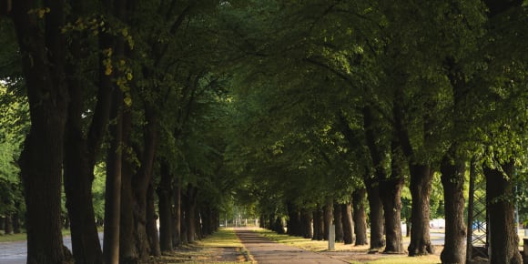 Picture of The Beauty of Riga by Bike Tour