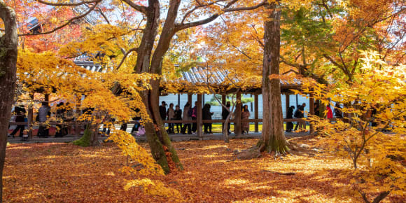 Picture of Withlocals Your Way! - Nara City Tour