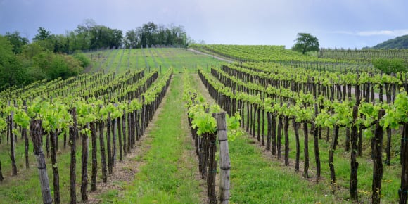 Picture of A Taste of Swan Valley: Boutique Wineries & Estate Elegance