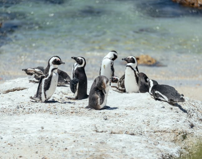 City Escape: Cape Peninsula Day Trip