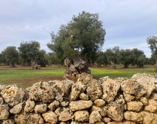 Wheels and Waves: Cycling through Olive Groves to the Sea