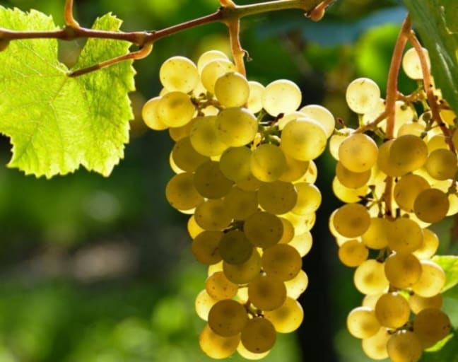 Private Day Trip: Burgundy with a Wine Expert