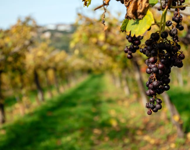 Wine, walk and culture day!