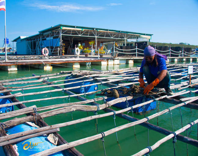 Pearl of the Andaman: A Journey to Phuket's Local Pearl Farm