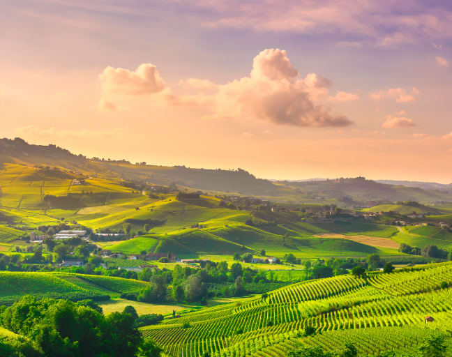 Wine and Truffle tasting in Langhe