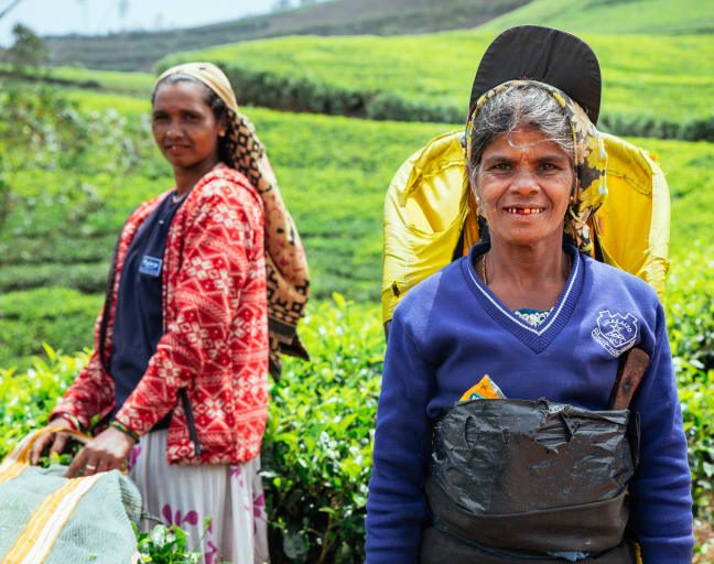 City Escape: Nuwara Eliya Day Trip