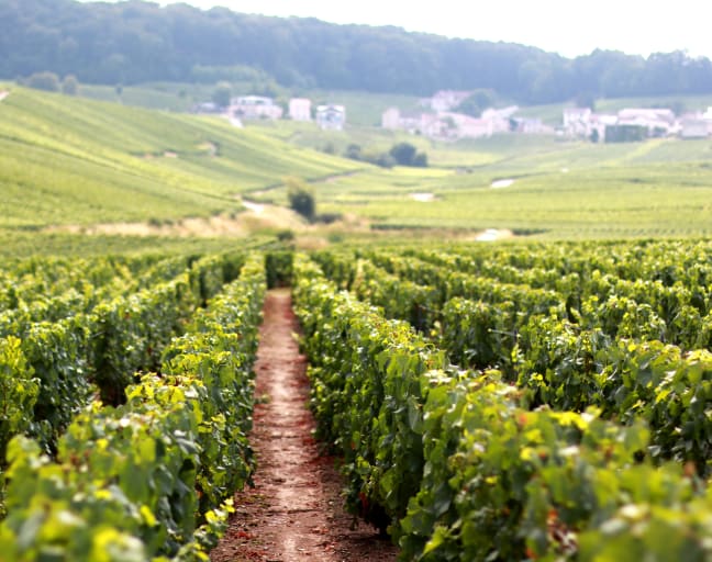 VIP Day Trip to Champagne with a Wine Expert