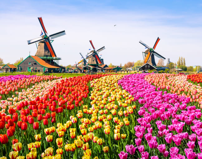 Keukenhof in Full Bloom: A Private Tour with a Local Guide