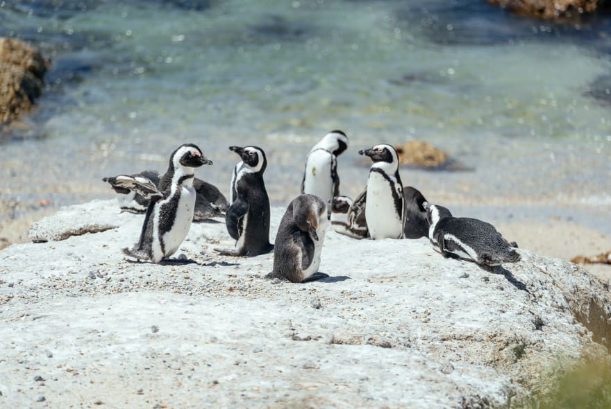 Picture of City Escape: Cape Peninsula Day Trip