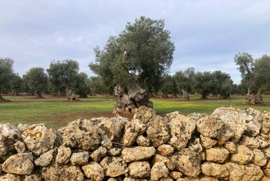 Picture of Wheels and Waves: Cycling through Olive Groves to the Sea
