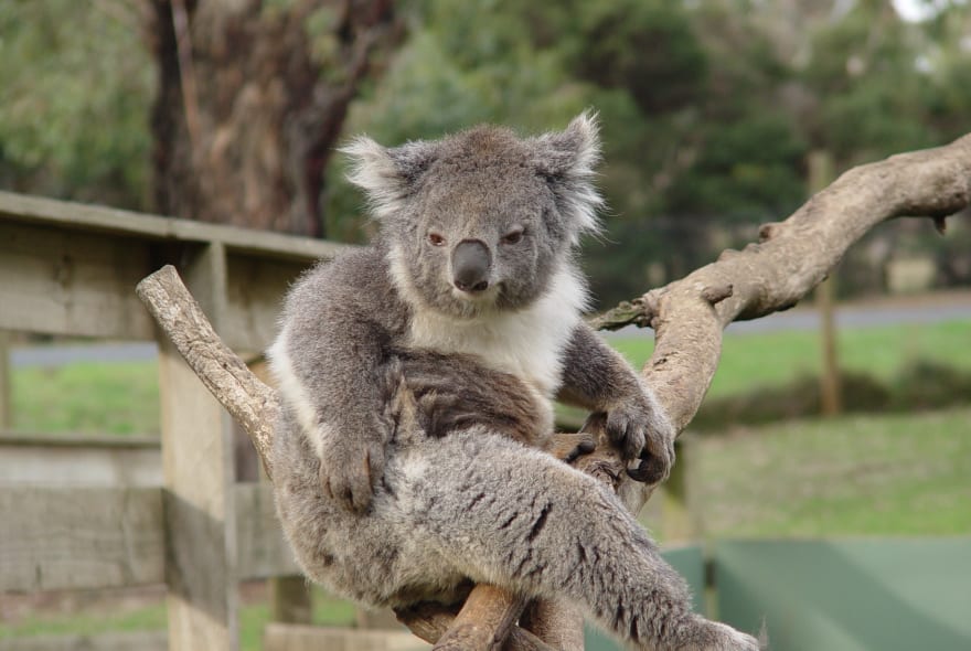 Picture of Full-Day Private Australian Wildlife Tour of Phillip Island