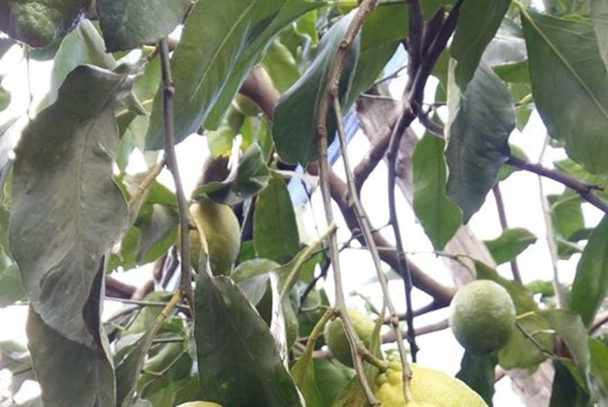Picture of Lemon and olive oil : Countryside experience in Sorrento Coast