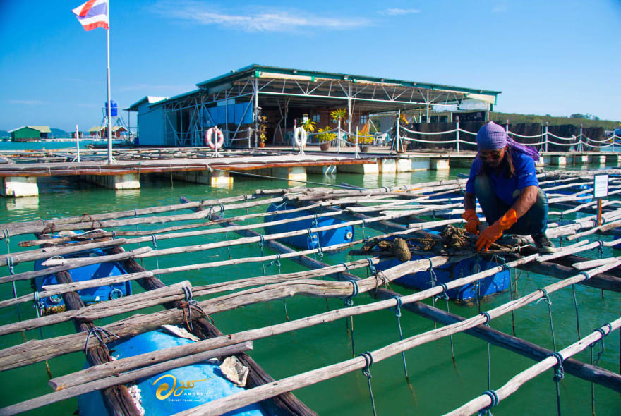 Picture of Pearl of the Andaman: A Journey to Phuket's Local Pearl Farm