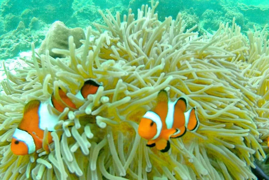 Picture of Coral Island Full day tour by private longtail boat