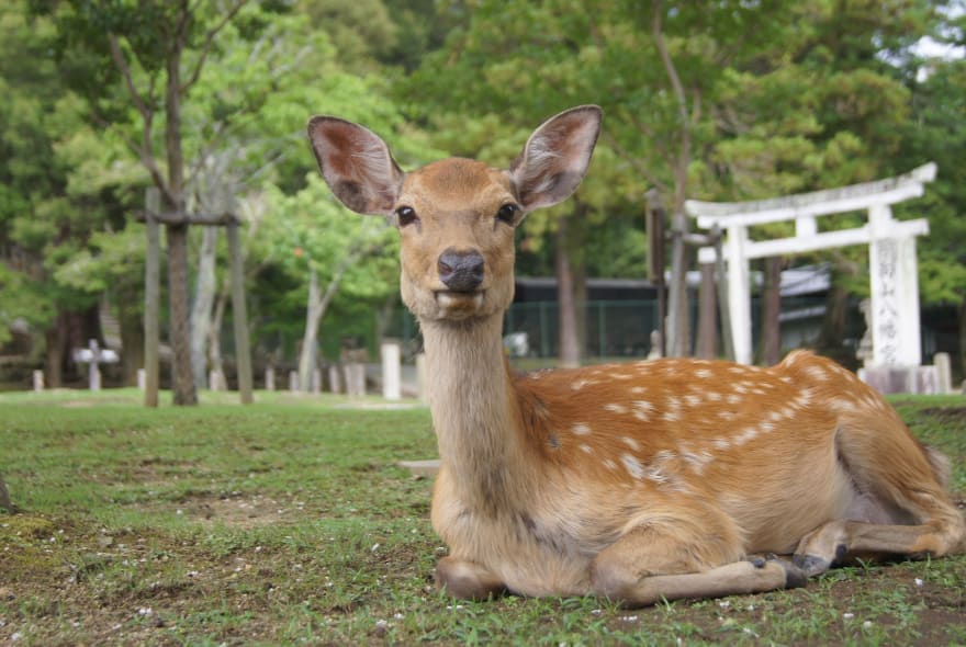 Picture of Cruise Shore Excursion: Nara Highlights 