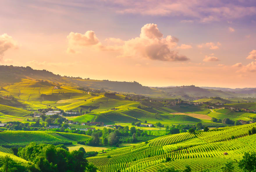 Picture of Wine and Truffle tasting in Langhe