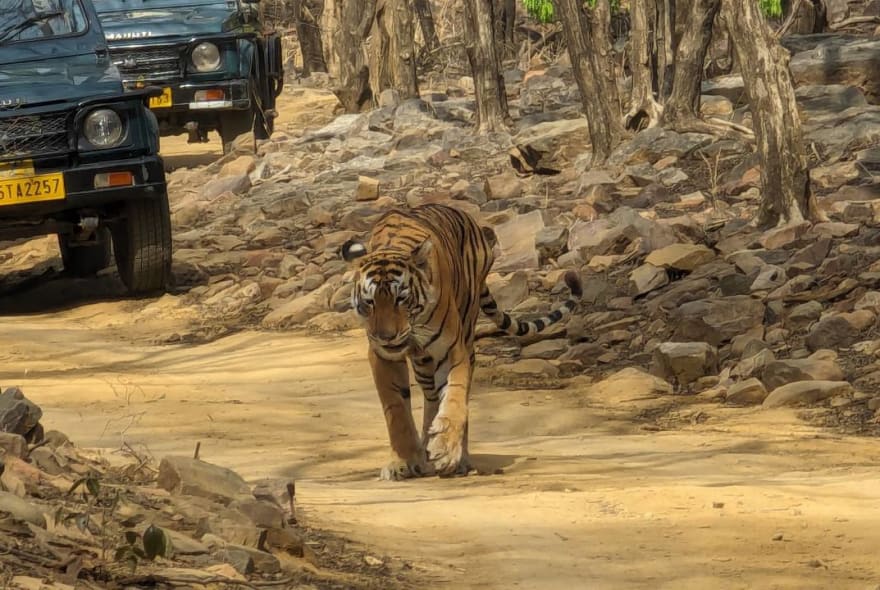 Picture of Taj Mahal, Tiger, and Temple: 5-Day North India Adventure