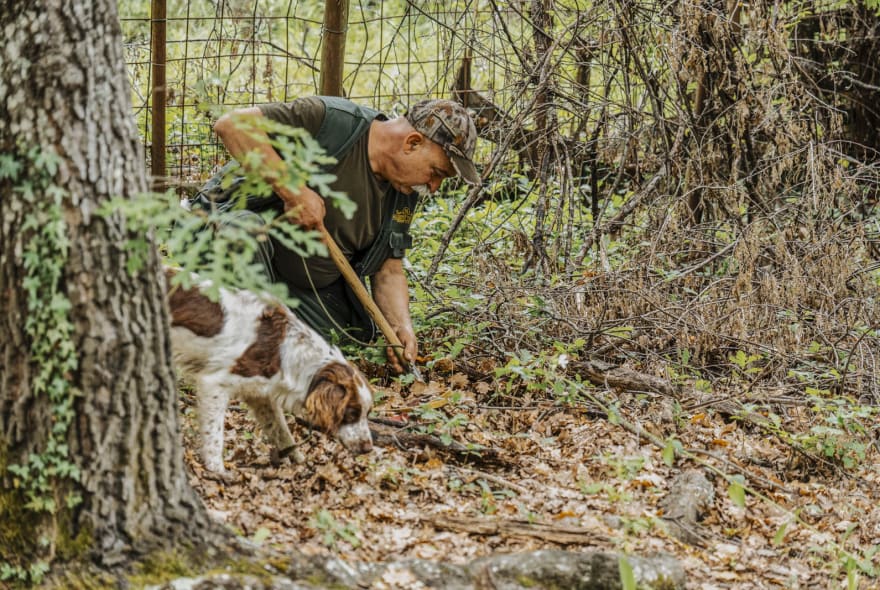 Picture of Truffle Hunting & Tuscan Cooking Experience on a Traditional Farm