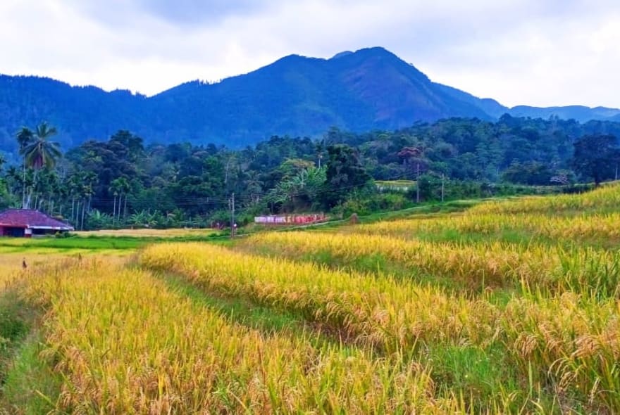 Picture of Authentic Sri Lankan Village Trek including Lunch