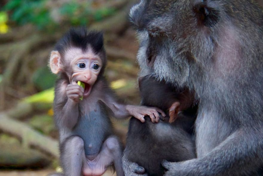 Picture of Ubud Sightseeing & Monkey Forest Tour