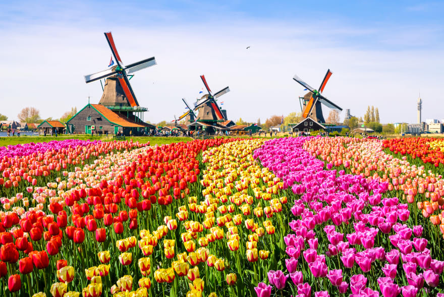 Picture of Keukenhof in Full Bloom: A Private Tour with a Local Guide