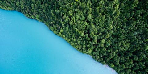 Top down view of a water front and forest splitting the image in half diagionally
