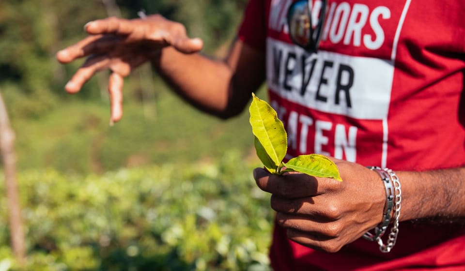 A local guide explaining a story about spices in Sri Lanka with tea leafs in his hands