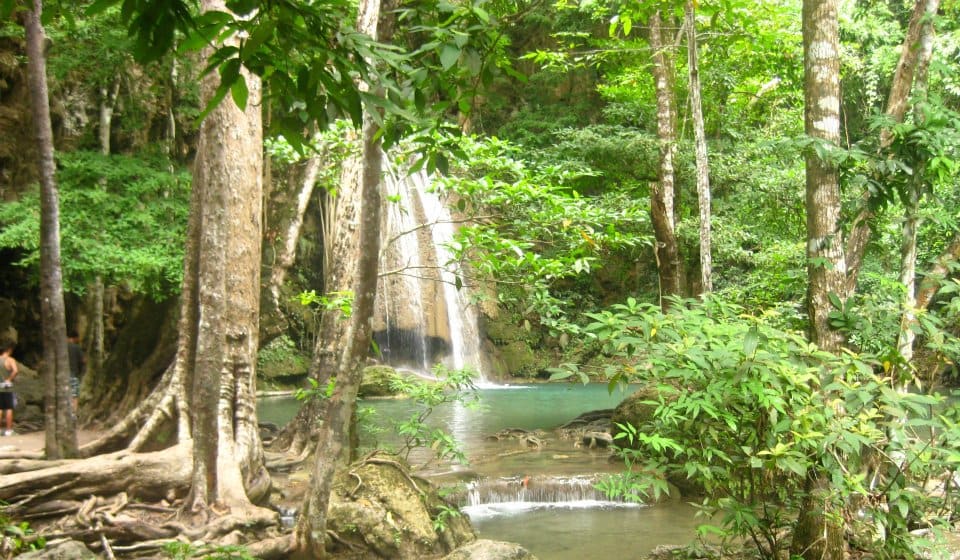 Discover the jungles