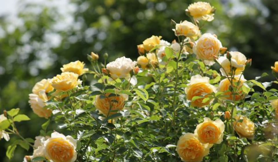 Roses at the Municipal Rose Garden in Rome