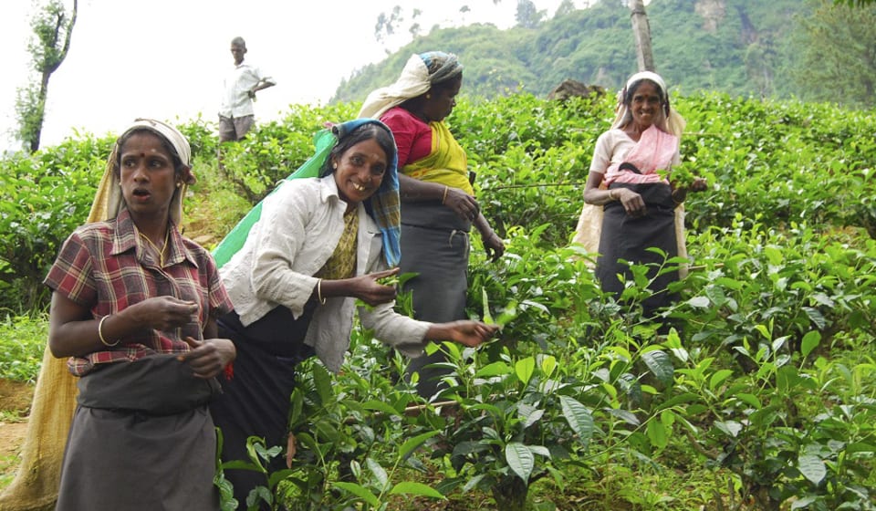 Pay a visit to the beautiful tea plantations
