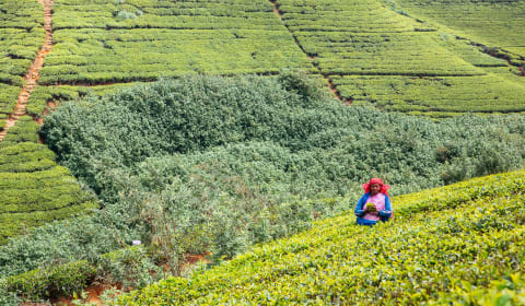 A woman picking tea leafs in a tea field in the country side of Sri Lanka