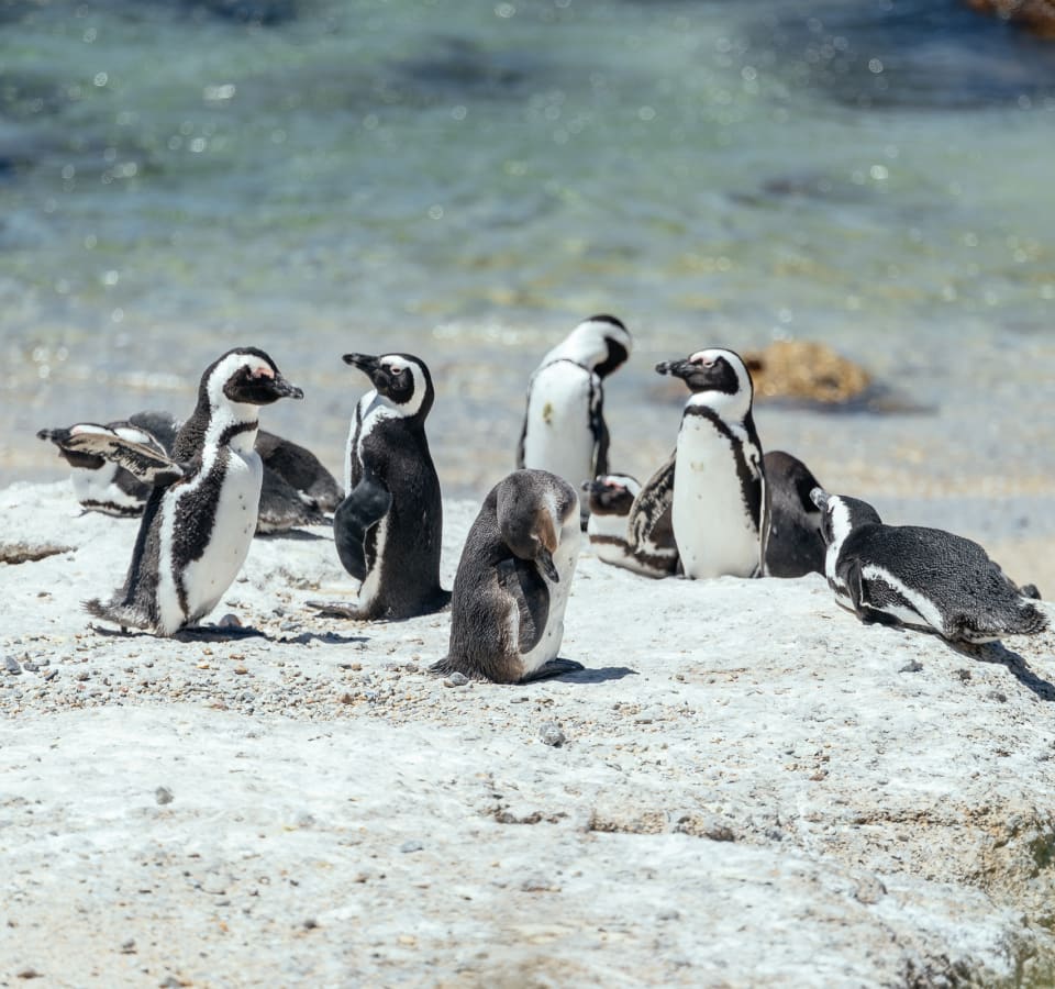 Picture of City Escape: Cape Peninsula Day Trip