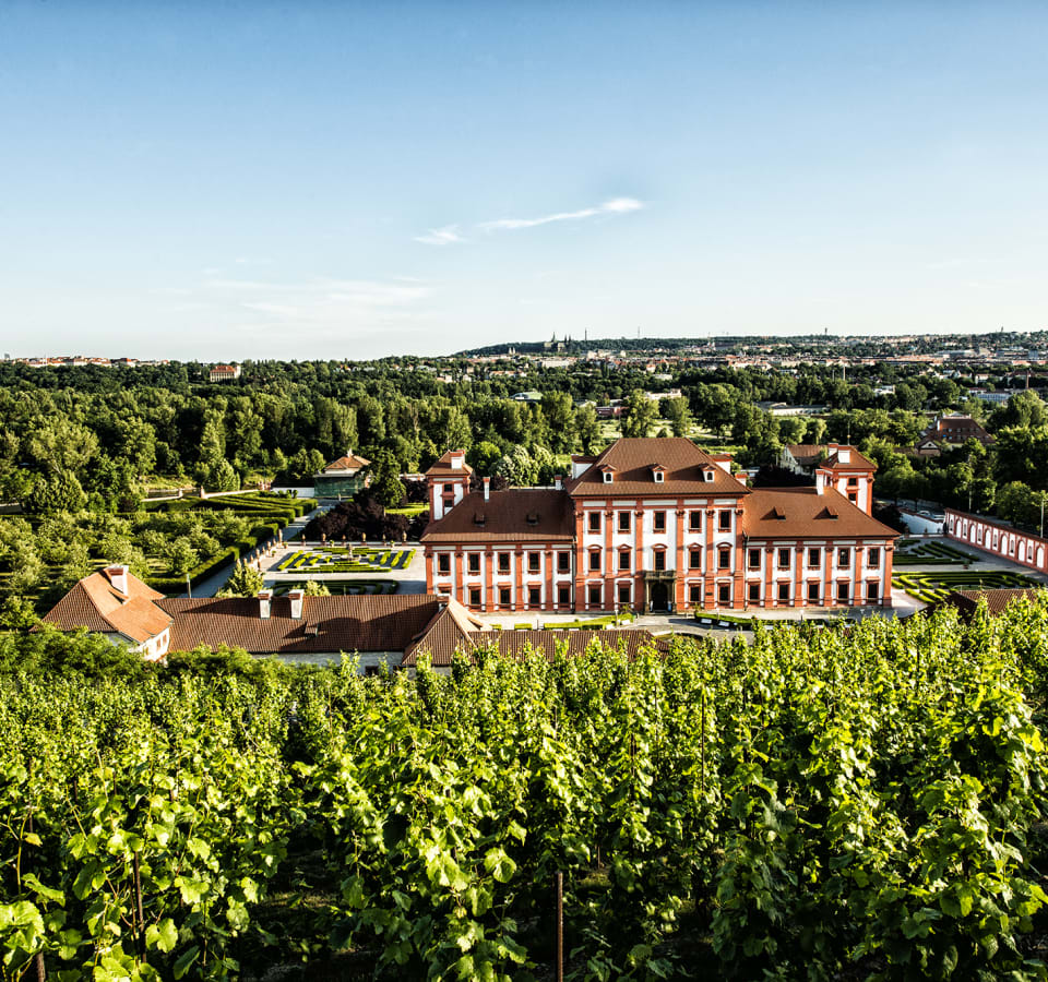 Picture of Prague´s hidden vineyards + wine tastings