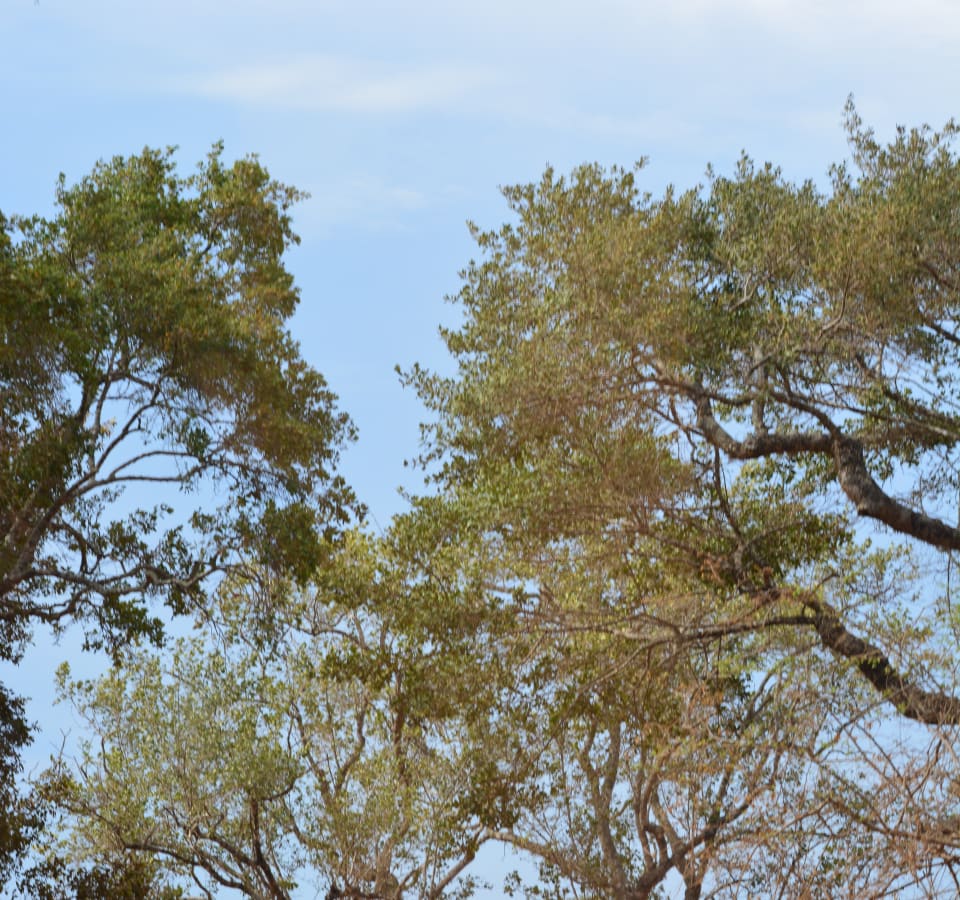 Picture of Enjoy landscape and wildlife at the south-coast