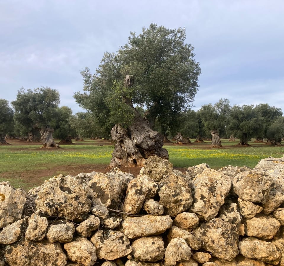 Picture of Wheels and Waves: Cycling through Olive Groves to the Sea
