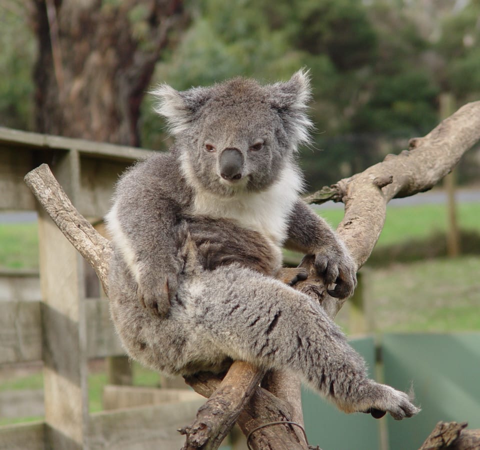Picture of Full-Day Private Australian Wildlife Tour of Phillip Island