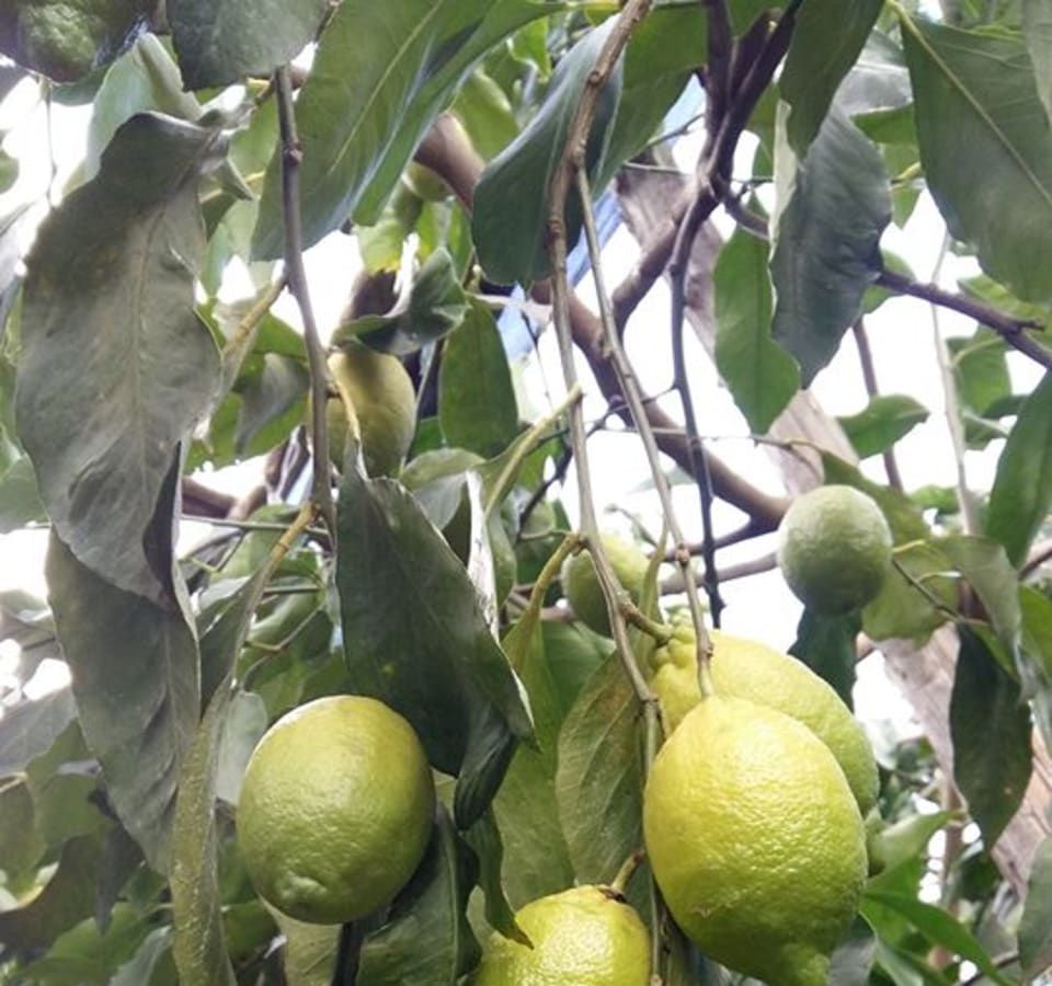 Picture of Lemon and olive oil : Countryside experience in Sorrento Coast