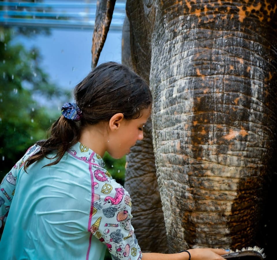 Picture of Elephant Sanctuary & Phuket Highlights: An Authentic Adventure