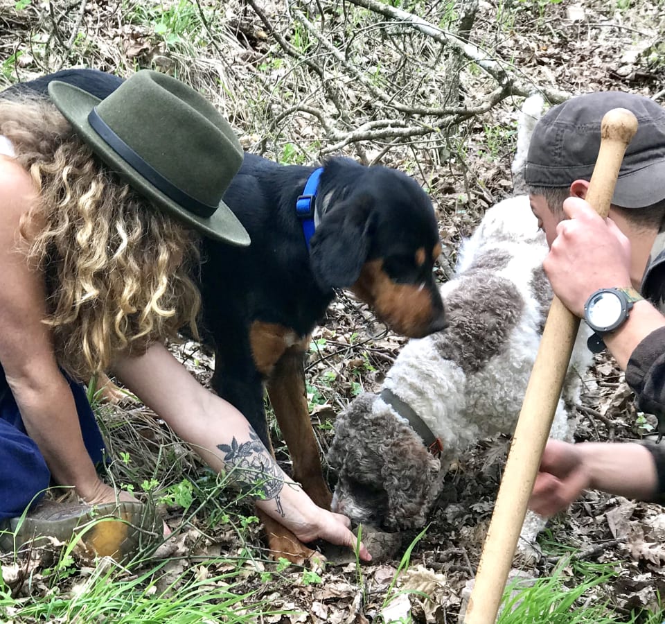 Picture of Truffle Hunt & Lunch in Italian Countryside
