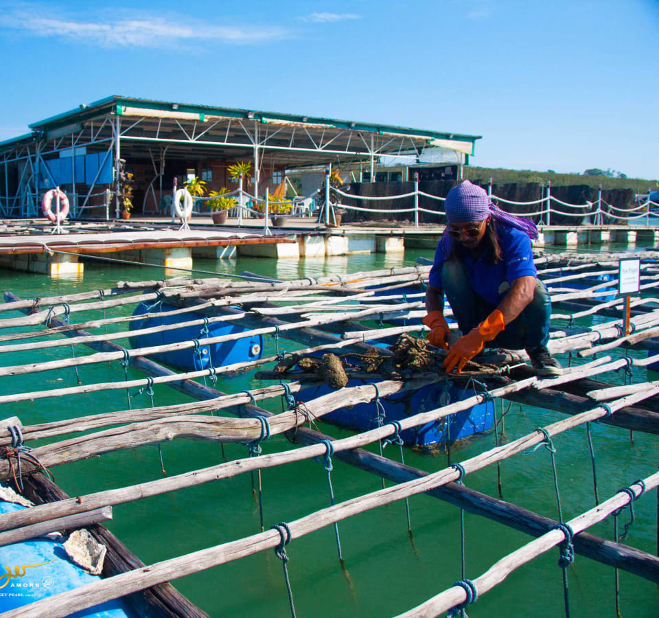Picture of Pearl of the Andaman: A Journey to Phuket's Local Pearl Farm