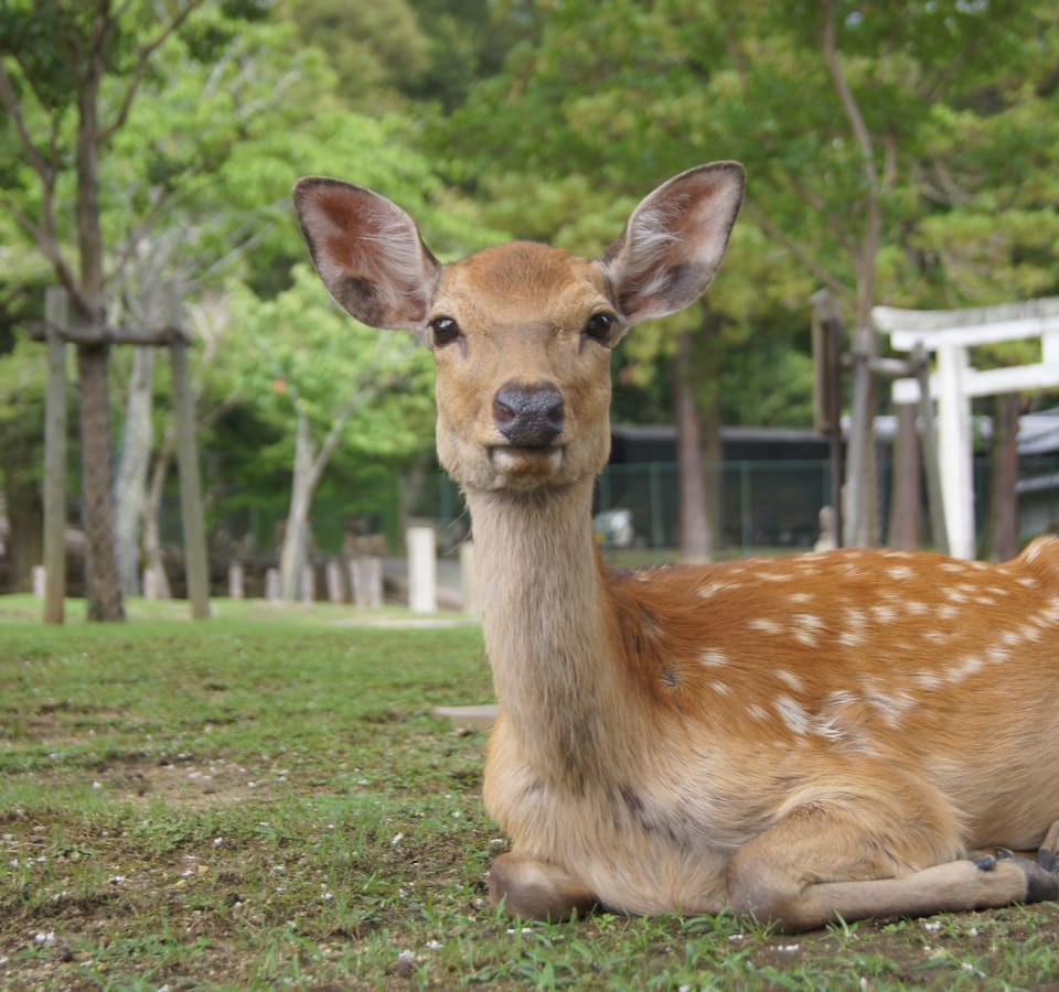 Picture of Cruise Shore Excursion: Nara Highlights 