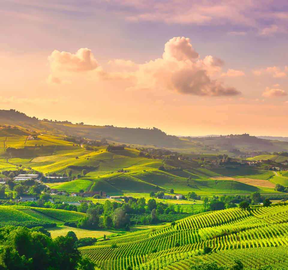 Picture of Wine and Truffle tasting in Langhe